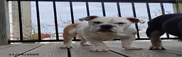 English Bulldog dogs for sale: Rover - Ad 11