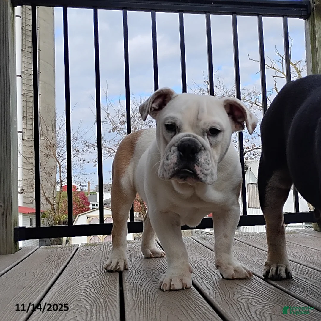 English Bulldog dogs for sale: Rover - Ad 11