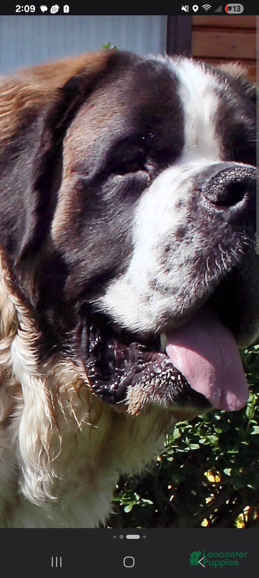 Saint Bernard dogs for sale: Saint Bernard 1 - Ad 1