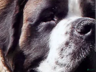 Saint Bernard dogs Saint Bernard 1 - Ad 19