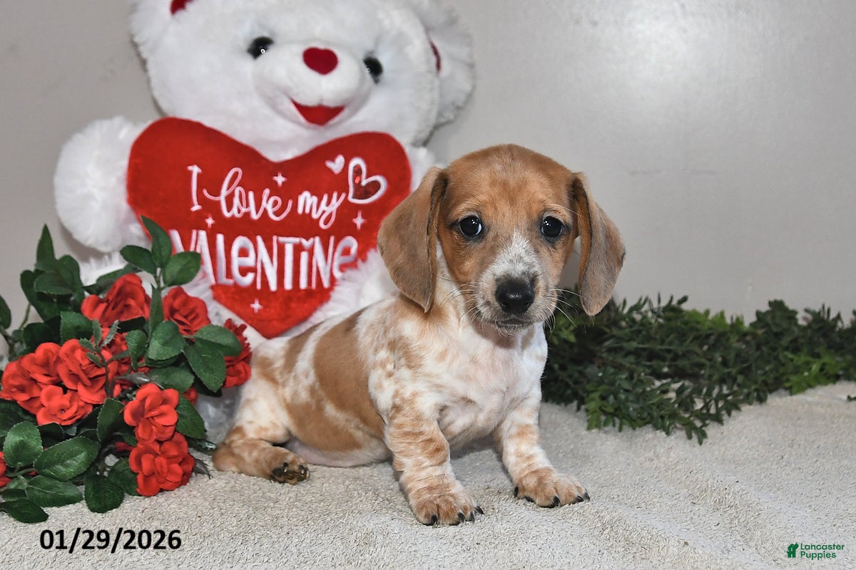 Miniature Dachshund dogs Harmony - Ad 31