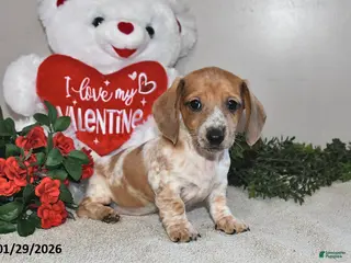 Miniature Dachshund dogs Harmony - Ad 31