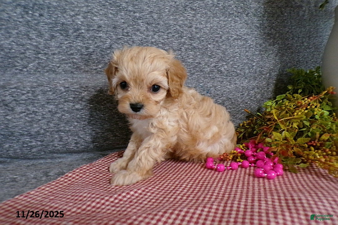 Cavapoo dogs for sale: Polly EXTRA SMALL - Ad 3