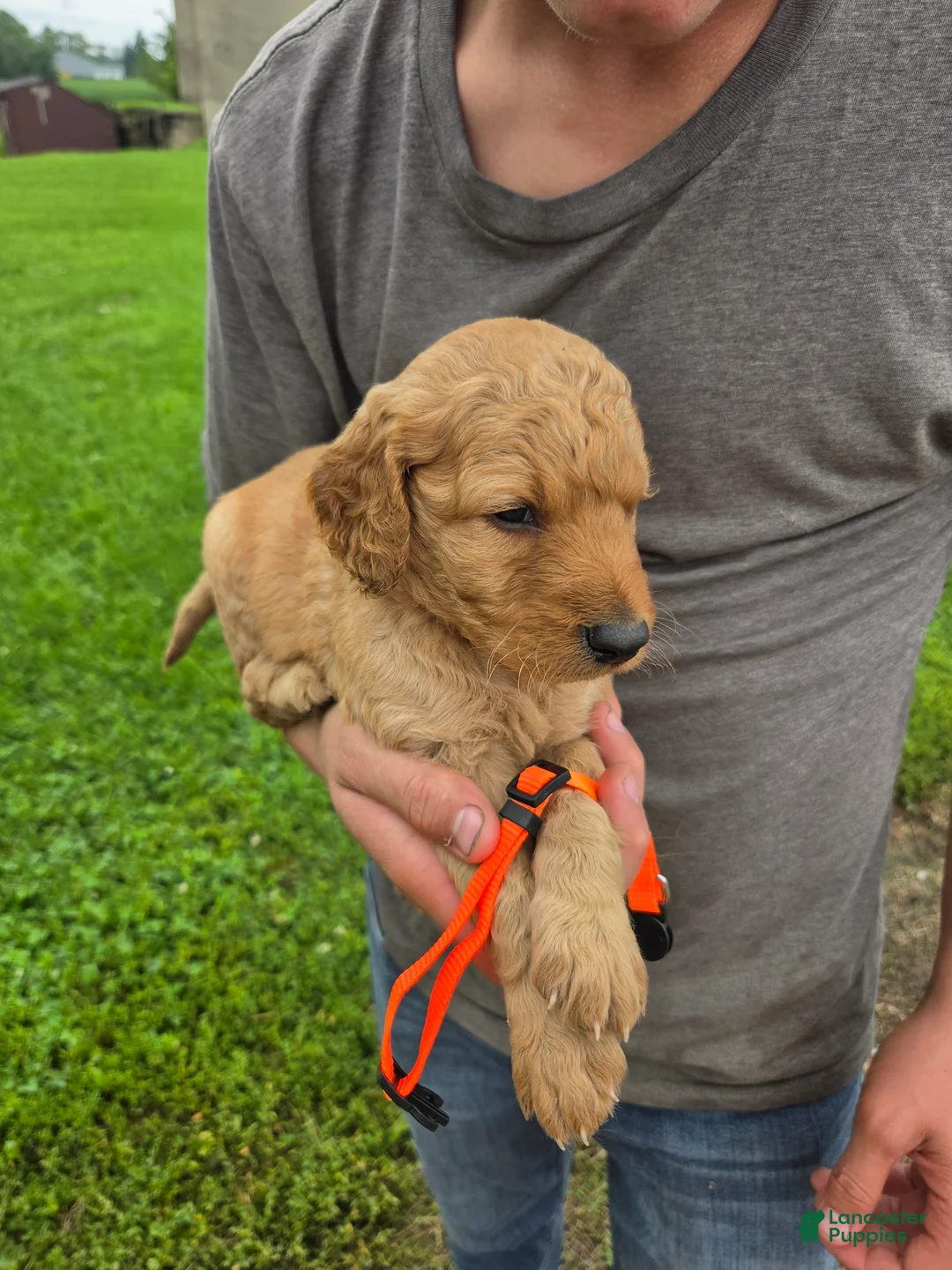 Mixed Breed dogs for sale: Mixed Breed 8 Oliver - Ad 2