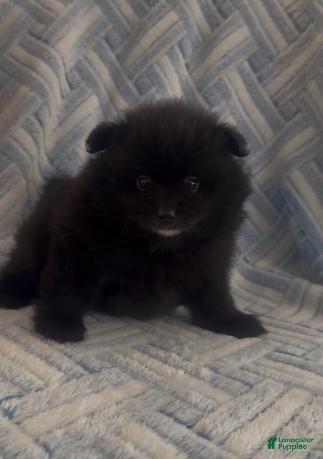 Pomeranian dogs for sale: Pomeranian 4 - Ad 2