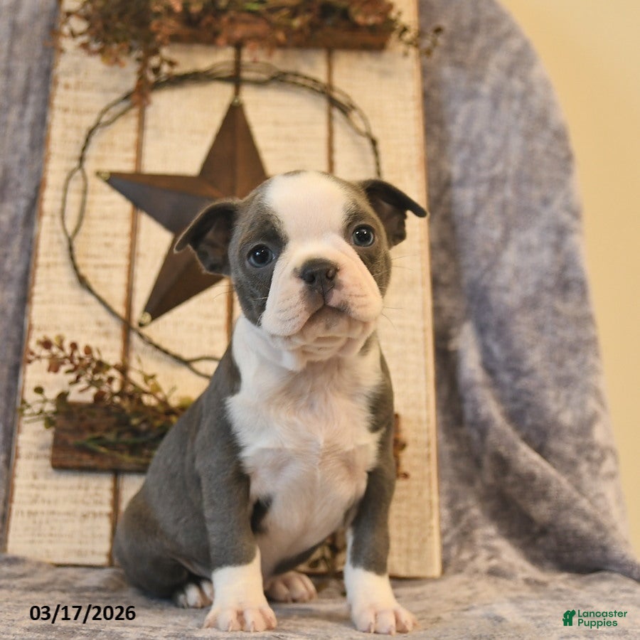 Boston Terrier dogs Diesel  - Ad 1