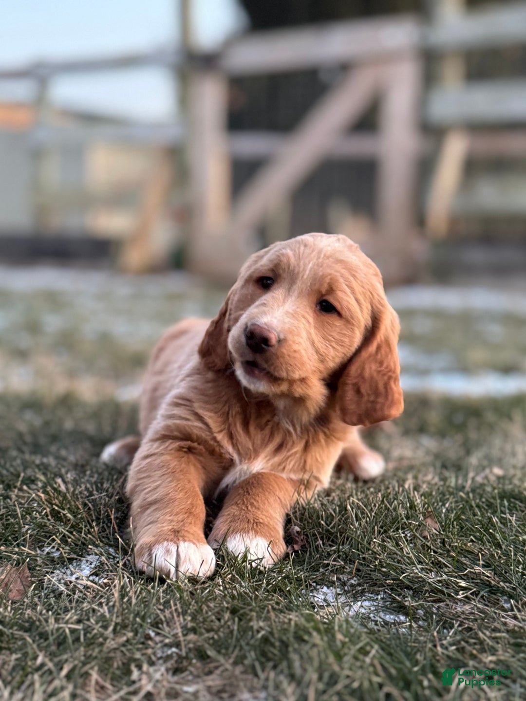 Mixed Breed dogs for sale: Mabel - Ad 4