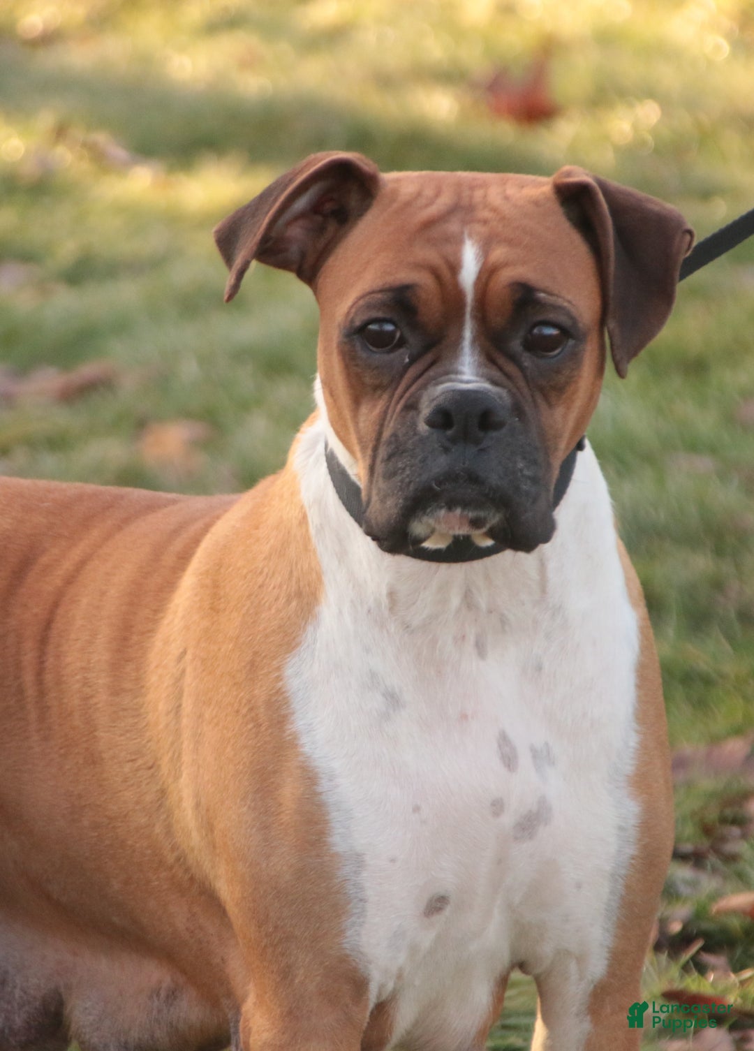 Boxer dogs for sale: Chase - Ad 7