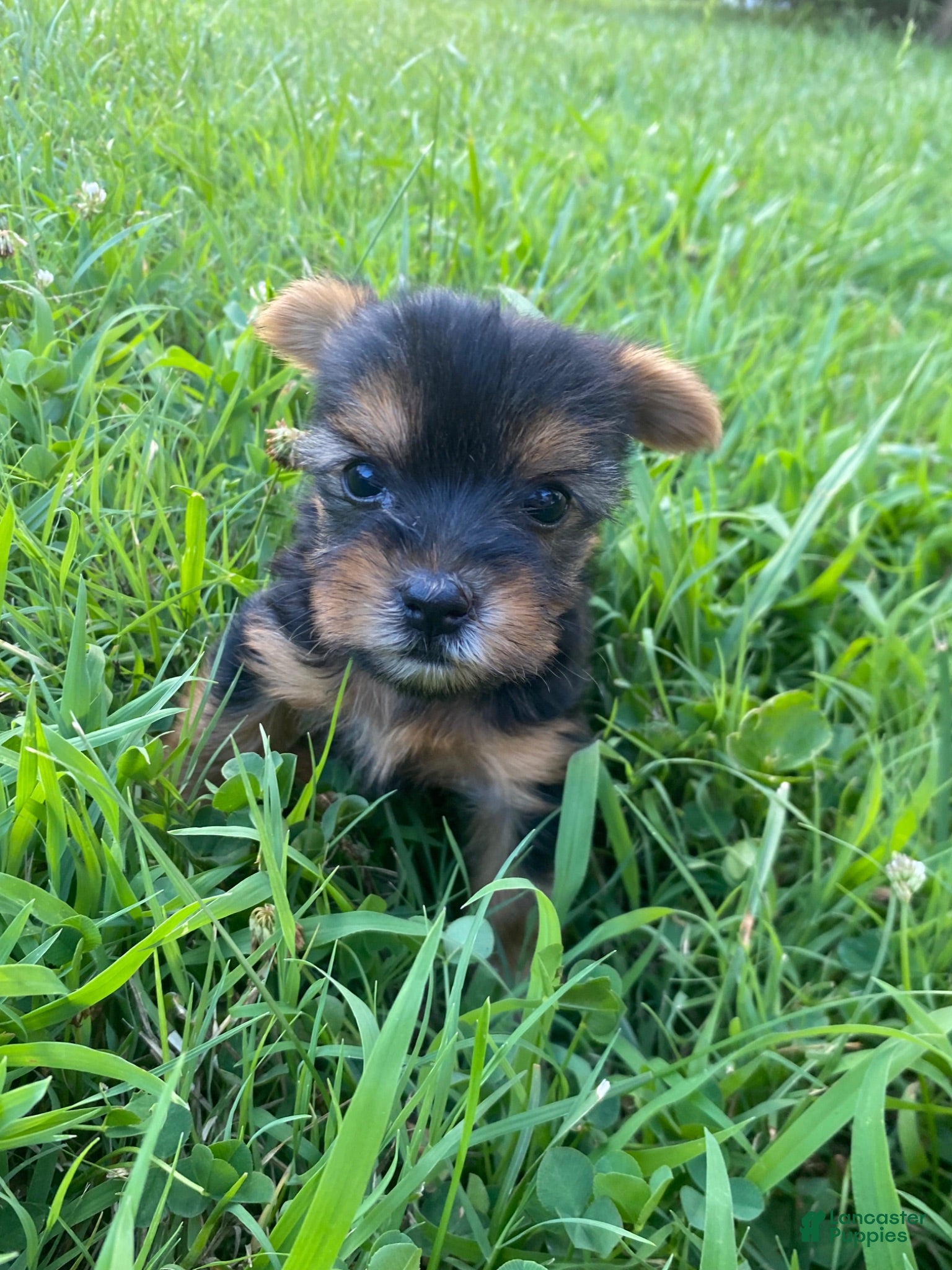 Yorkshire Terrier dogs for sale: Yorkshire Terrier 3 - Ad 4