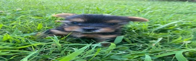 Yorkshire Terrier 3