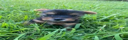 Yorkshire Terrier dogs for sale: Yorkshire Terrier 3 - Ad 1