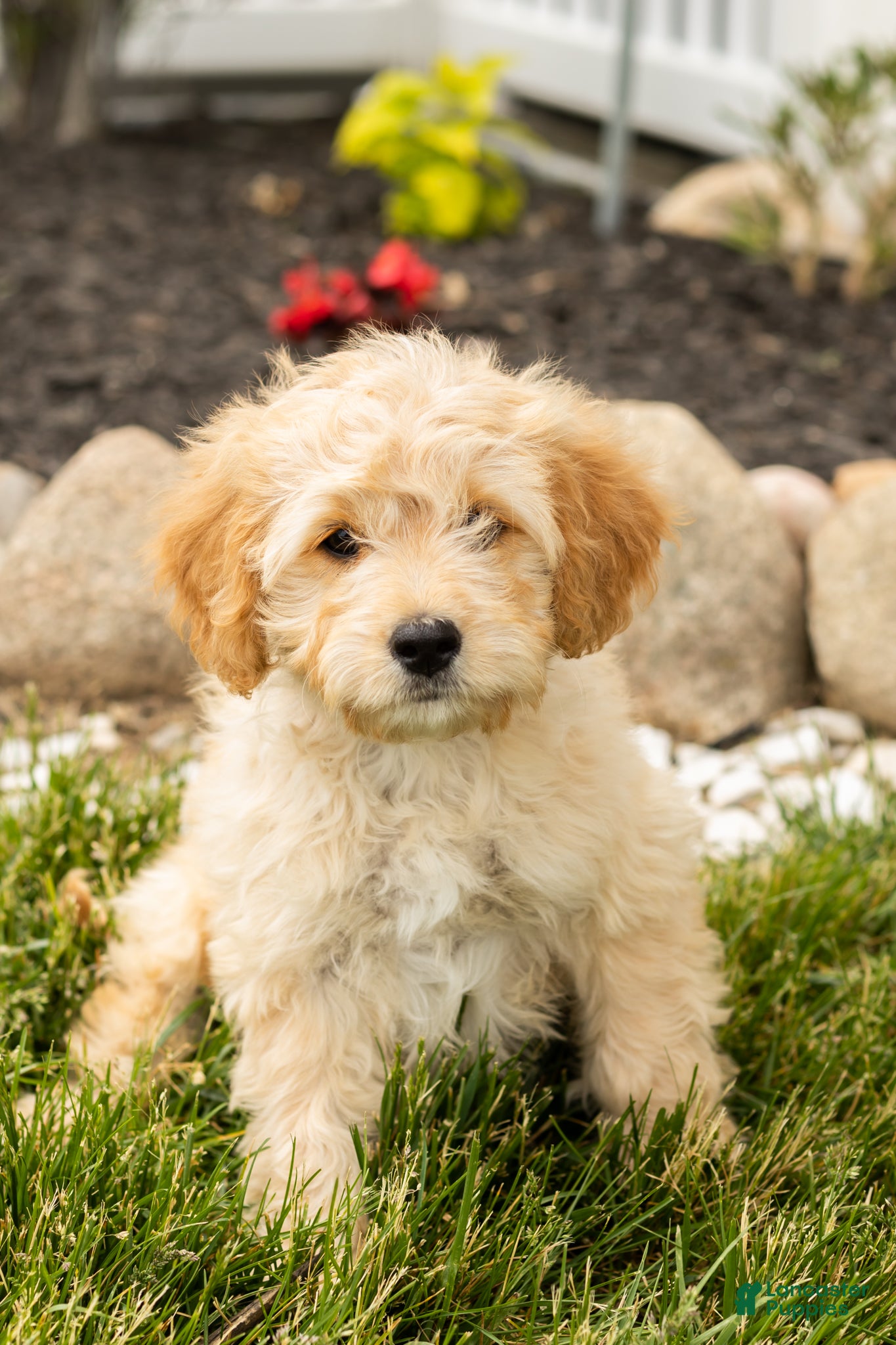 Mixed Breed dogs Brutus  - Ad 37