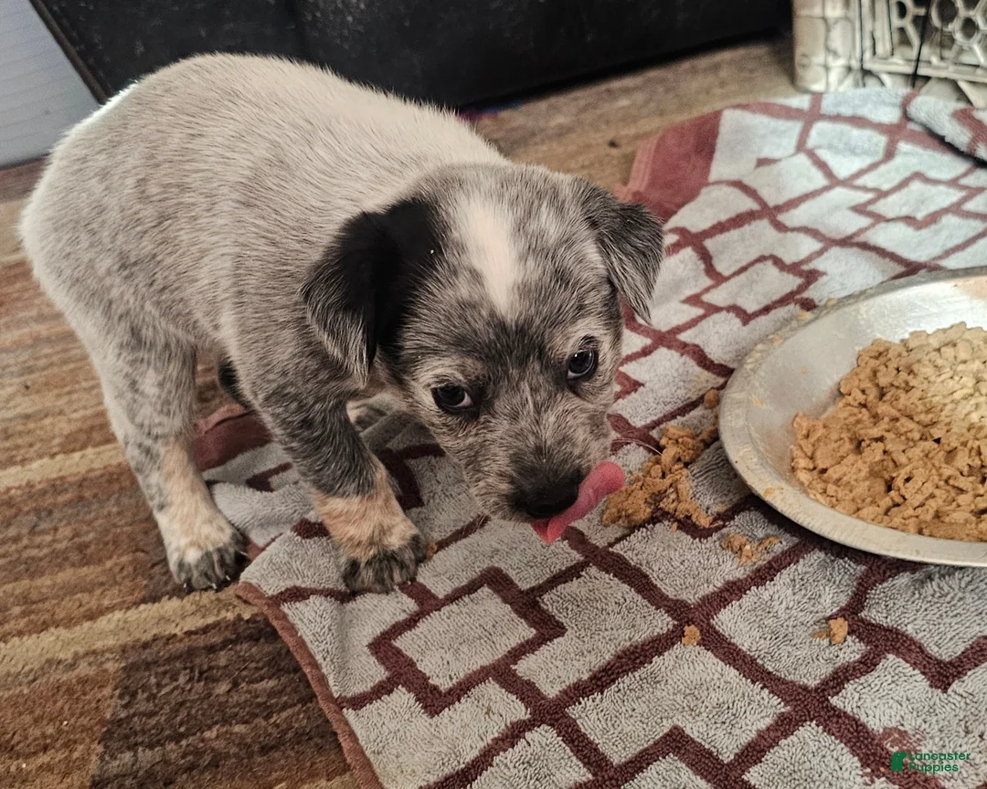 Mixed Breed dogs for sale: Mixed Breed Puppy 7 - Ad 7