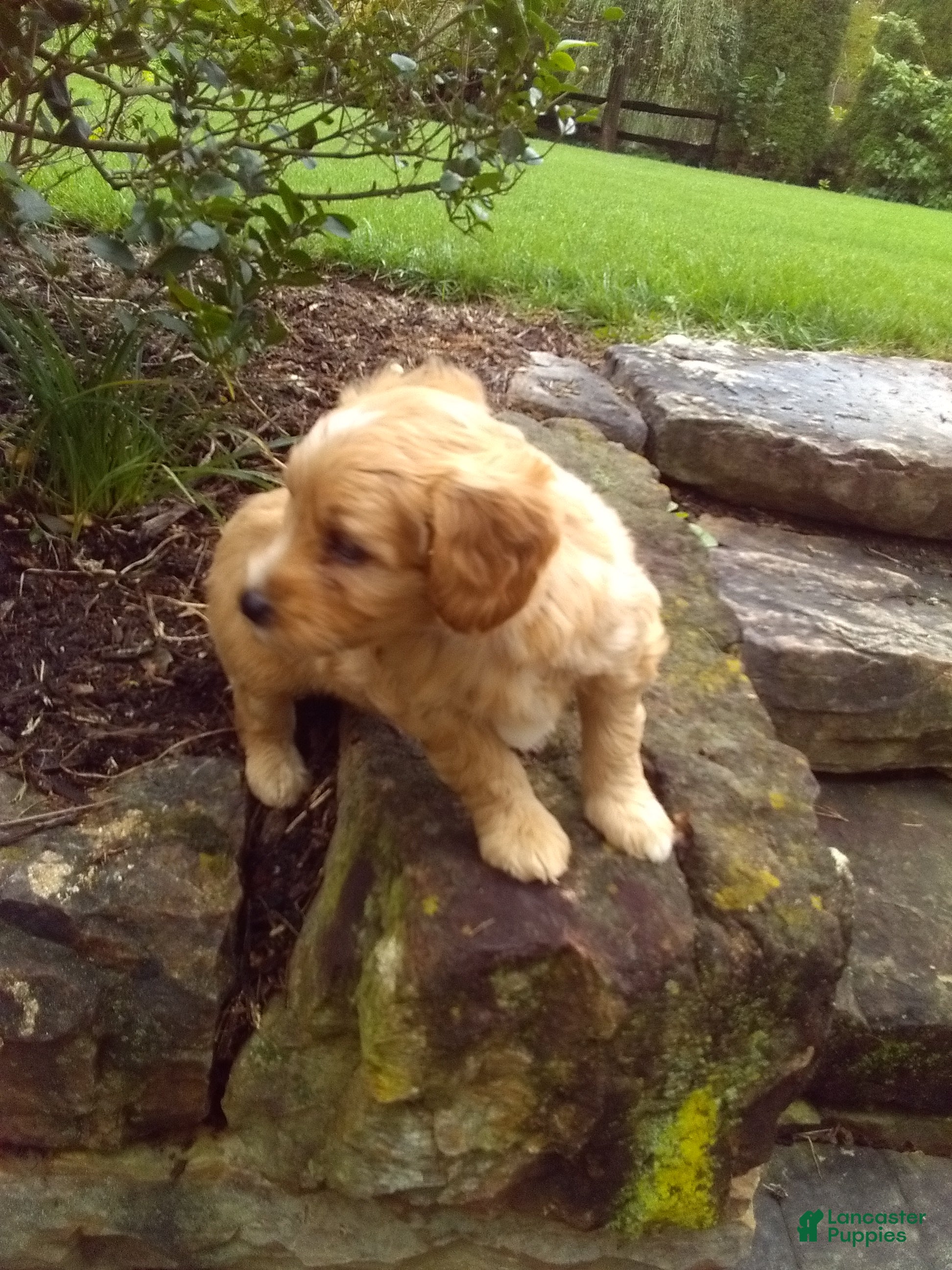 Mini Aussiedoodle dogs Diamond - Ad 2