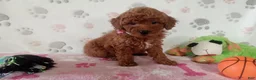 Toy Poodle dogs for sale: Alexis  - Ad 2