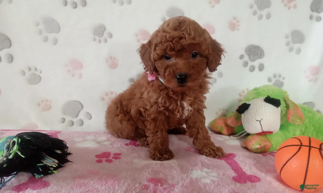 Toy Poodle dogs for sale: Alexis  - Ad 2