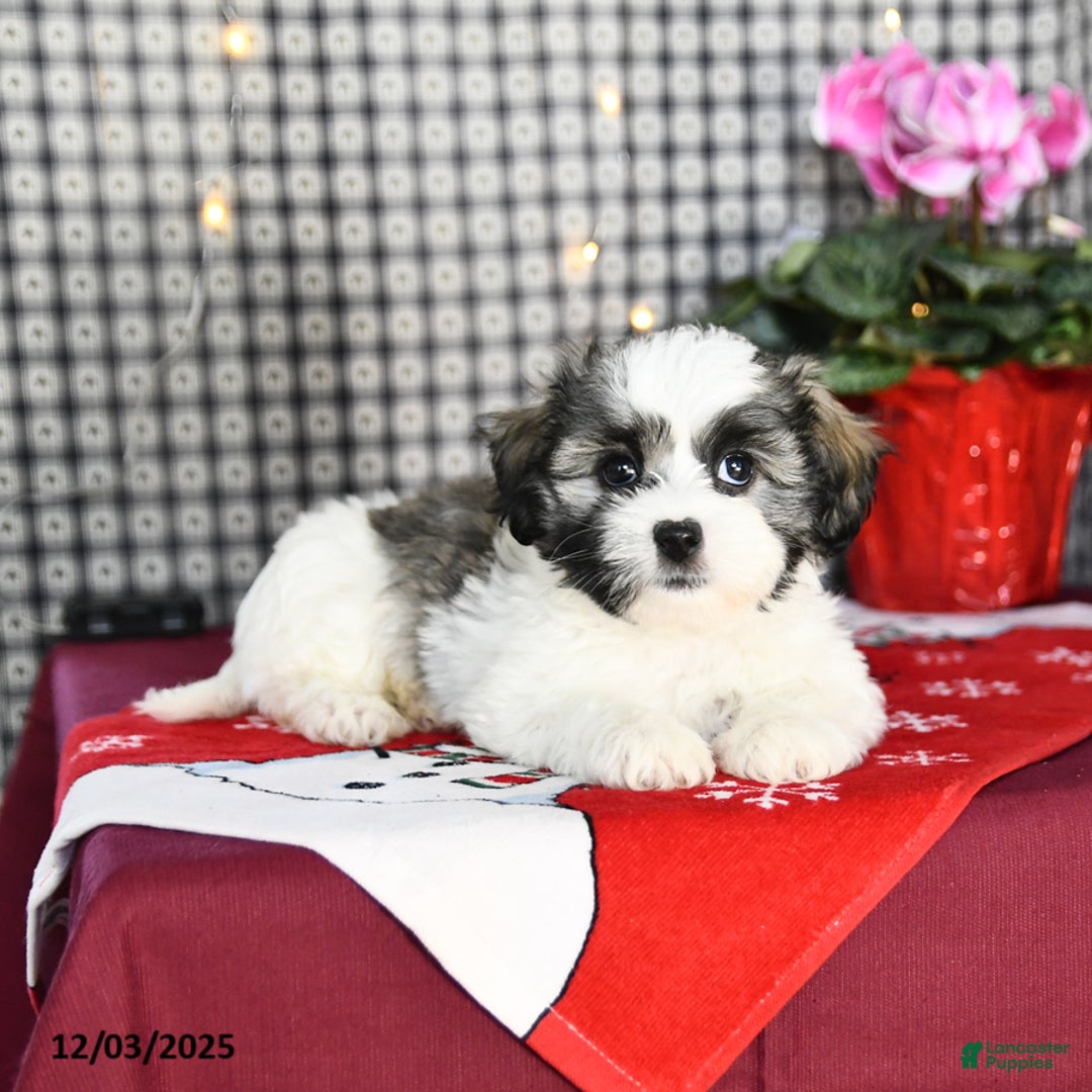 Malshi dogs for sale: Flash - Ad 3