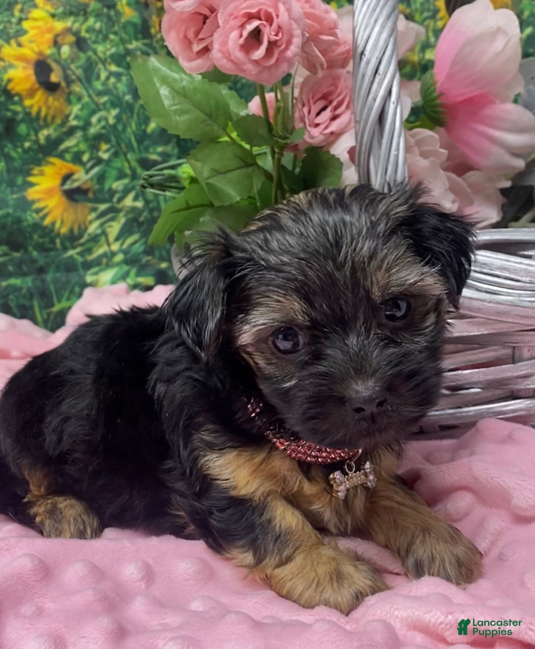 Shorkie dogs for sale: Lovely little Layla - Ad 9