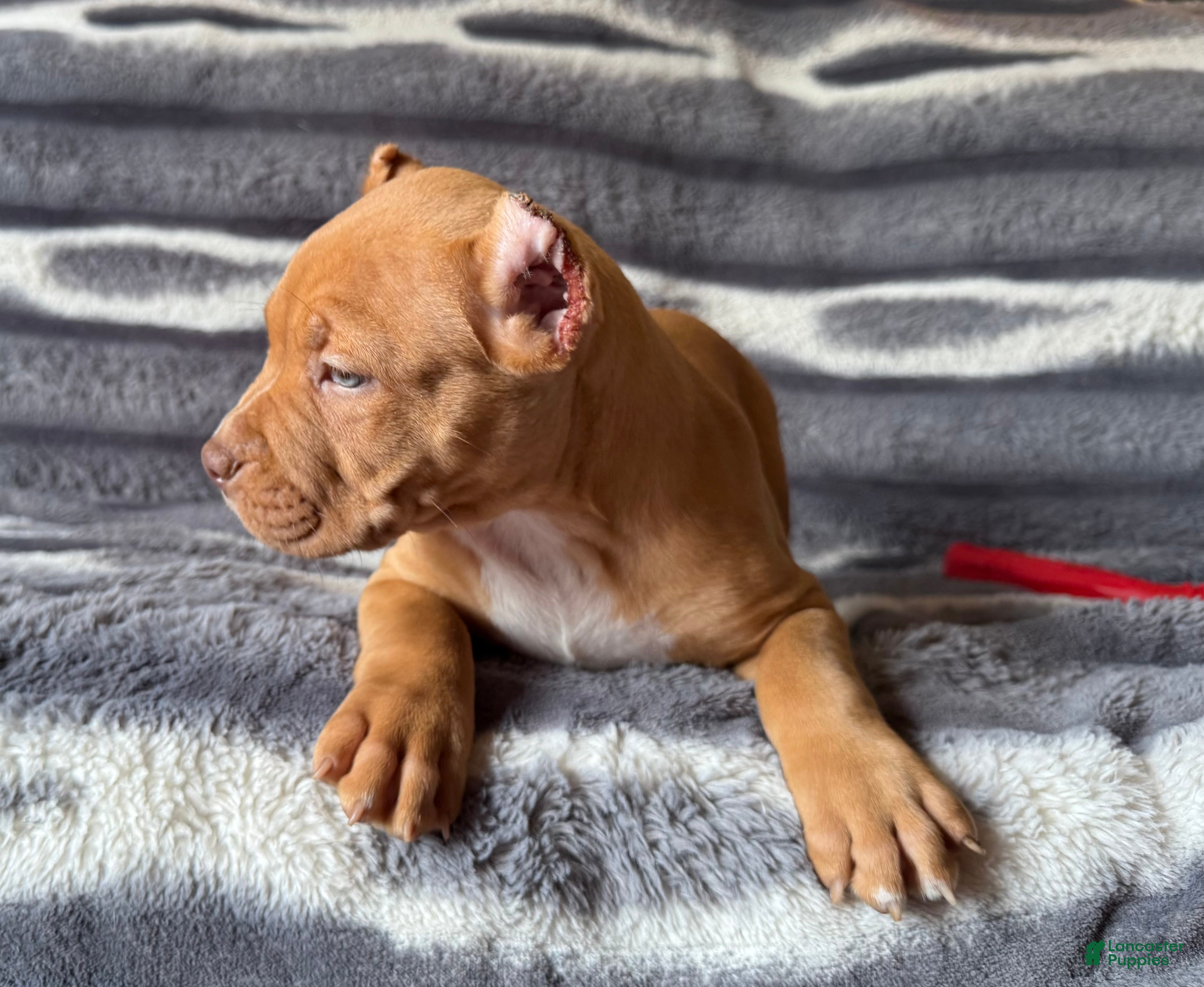American Bully dogs Twister  - Ad 2