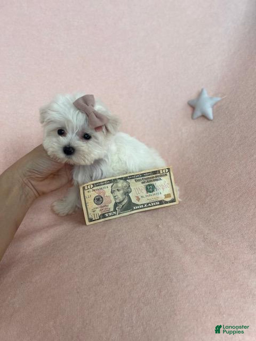 Maltese dogs for sale: Teacup Maltese - Ad 2