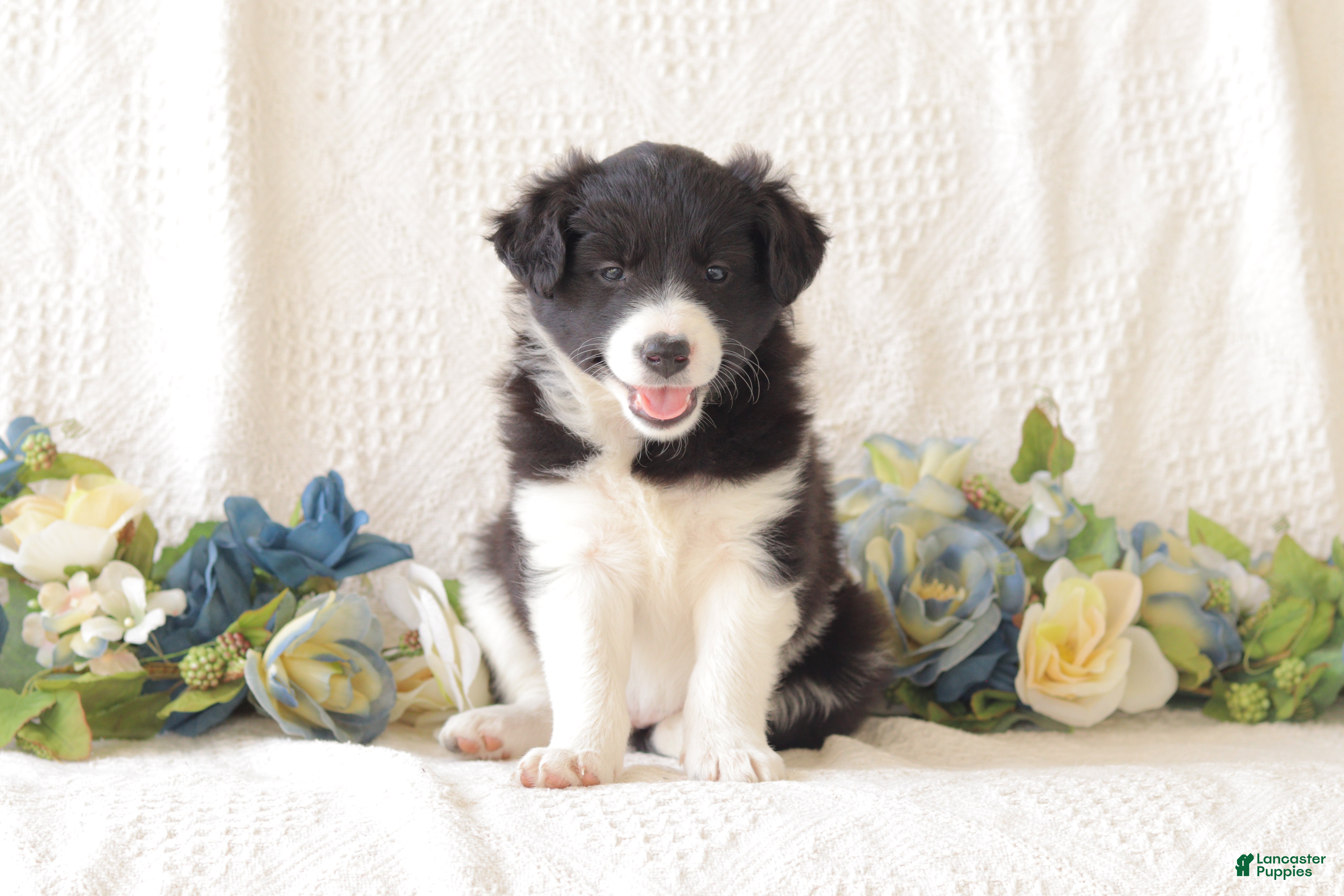 Border Collie dogs Almira - Ad 1