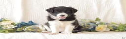 Border Collie dogs for sale: Almira - Ad 1