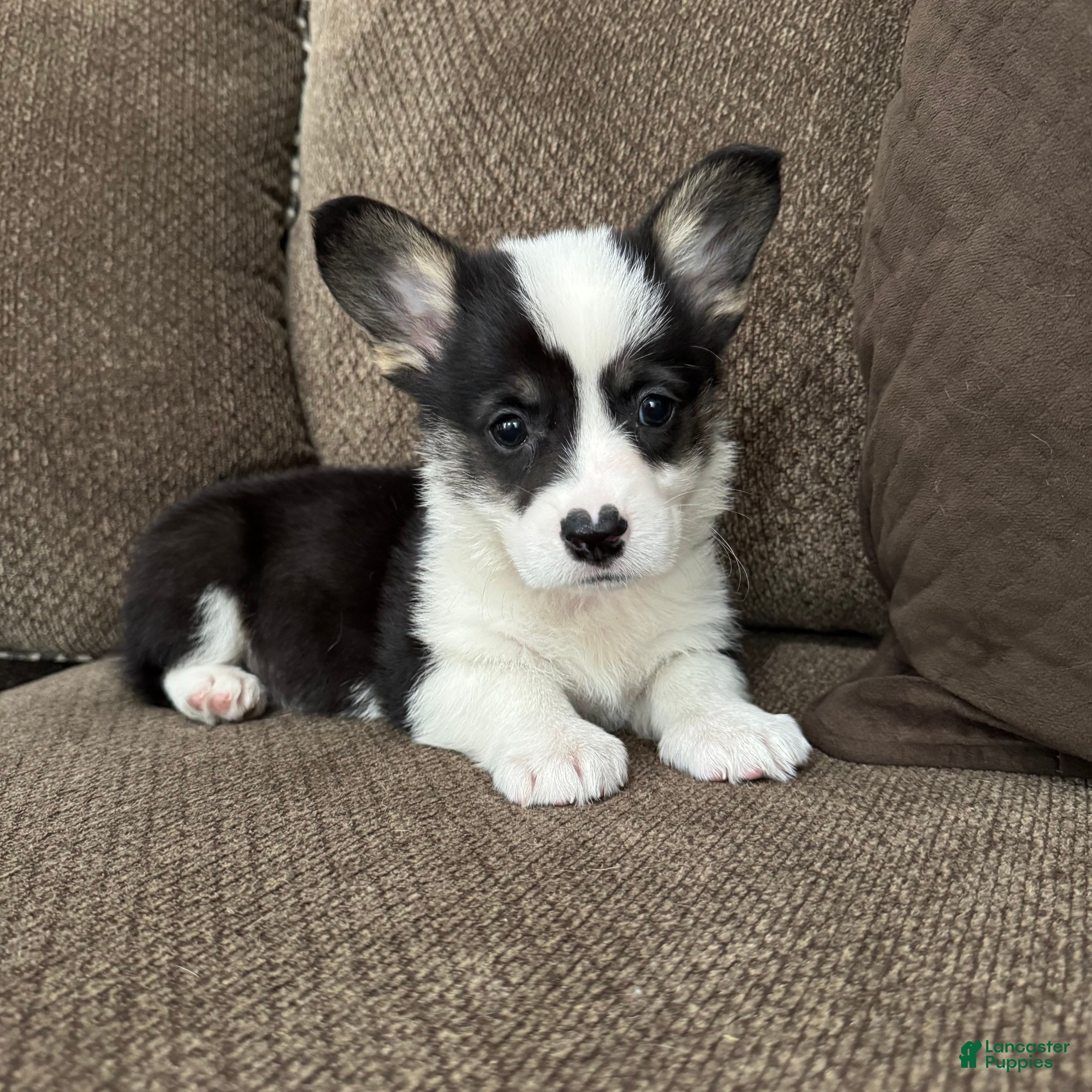 Welsh Corgi Pembroke dogs Clint - Ad 38