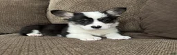 Welsh Corgi Pembroke dogs for sale: Clint - Ad 1