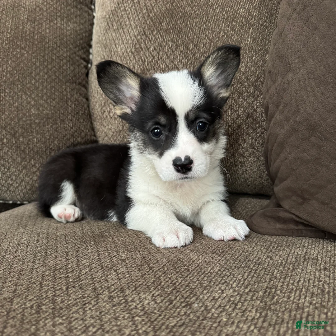 Welsh Corgi Pembroke dogs for sale: Clint - Ad 1
