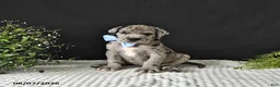 Great Dane dogs for sale: Dallas - Ad 3