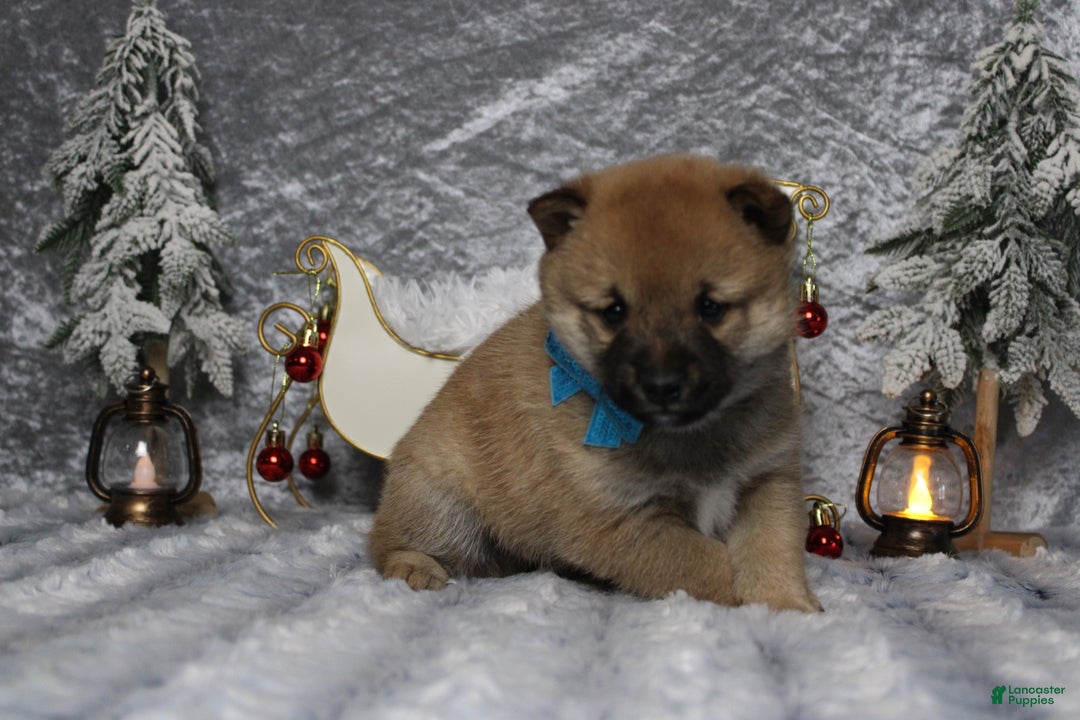 Shiba Inu dogs for sale: Whiskey - Ad 8