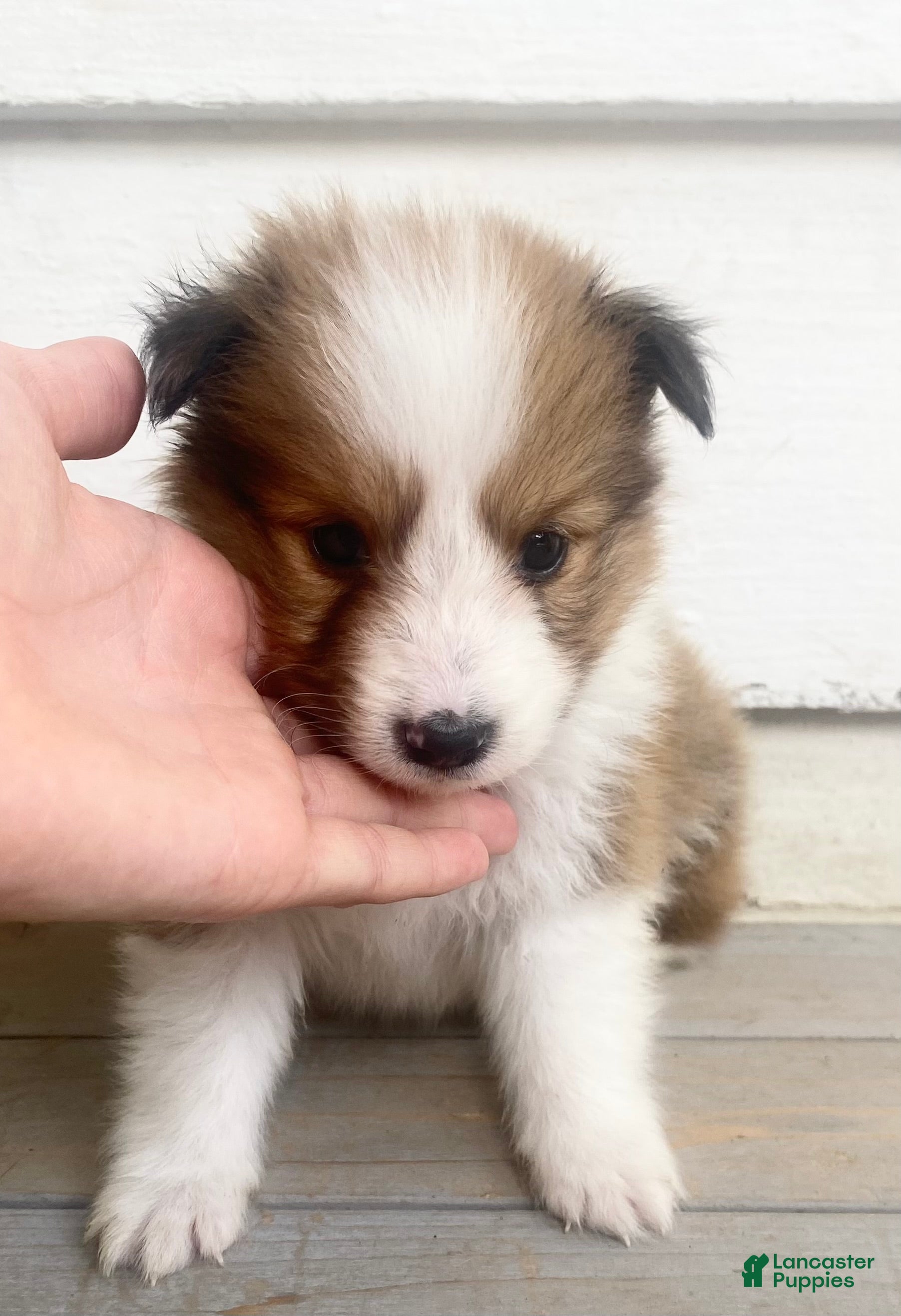 Shetland Sheepdog dogs Sylvan  - Ad 7