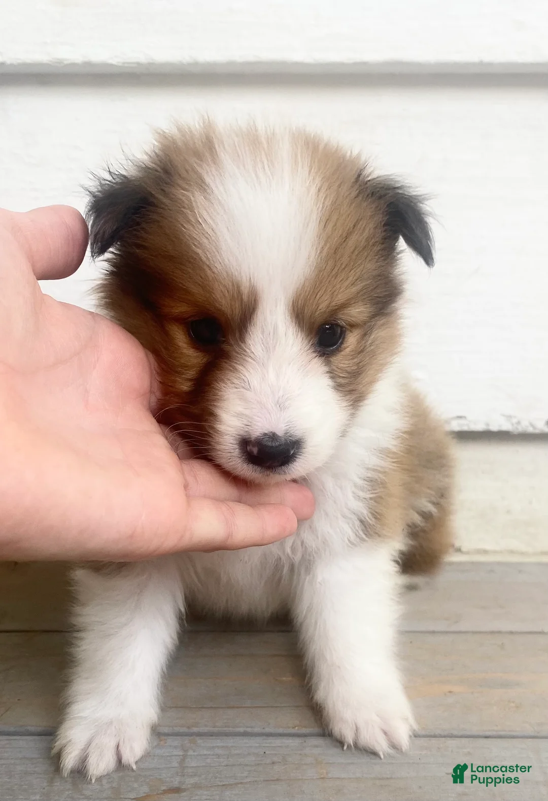 Shetland Sheepdog dogs for sale: Sylvan  - Ad 1