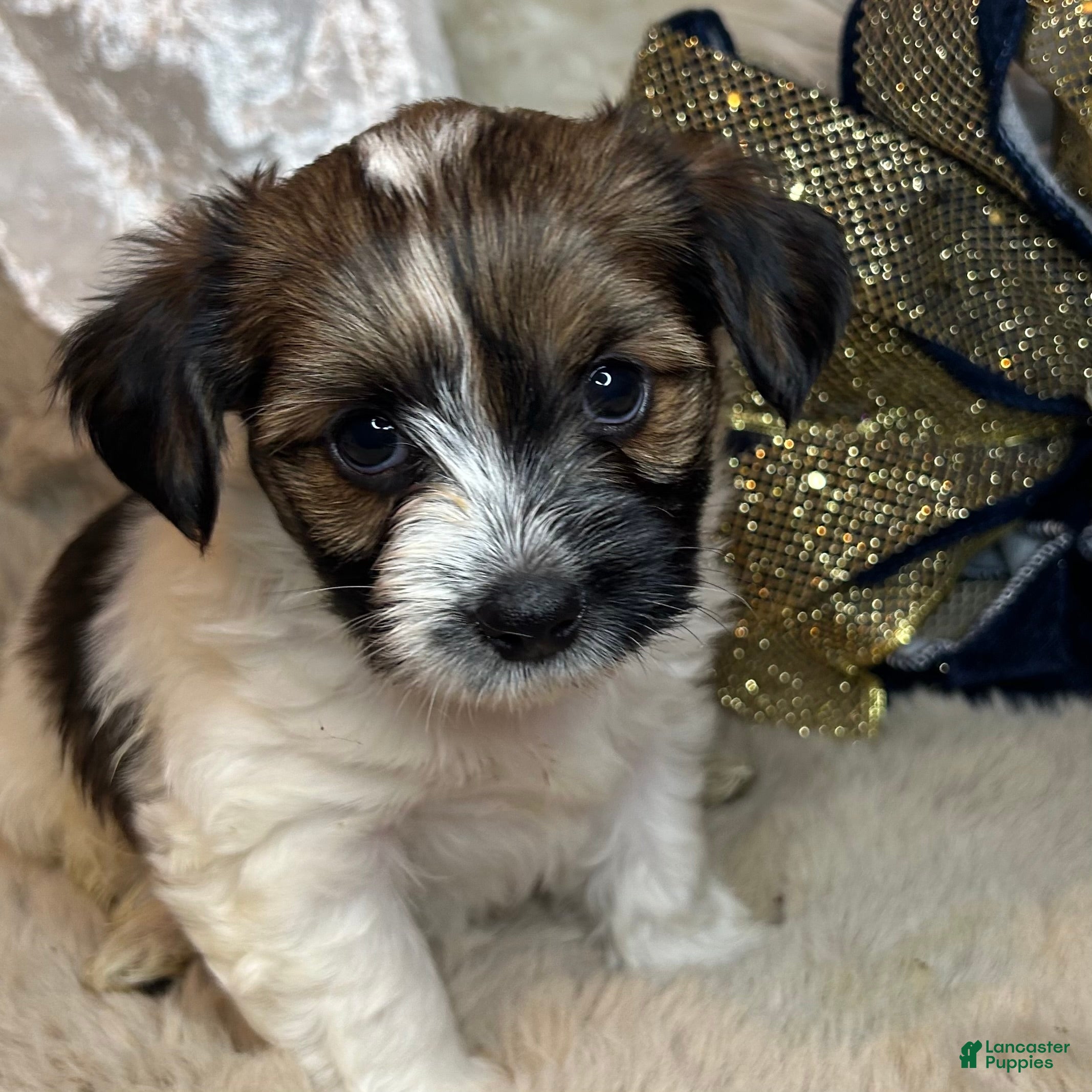 Mixed Breed dogs Little Noel  - Ad 4