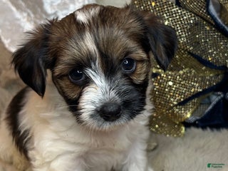 Mixed Breed dogs Little Noel - Ad 12