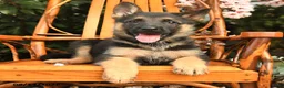 German Shepherd dogs for sale: Dixie - Ad 3