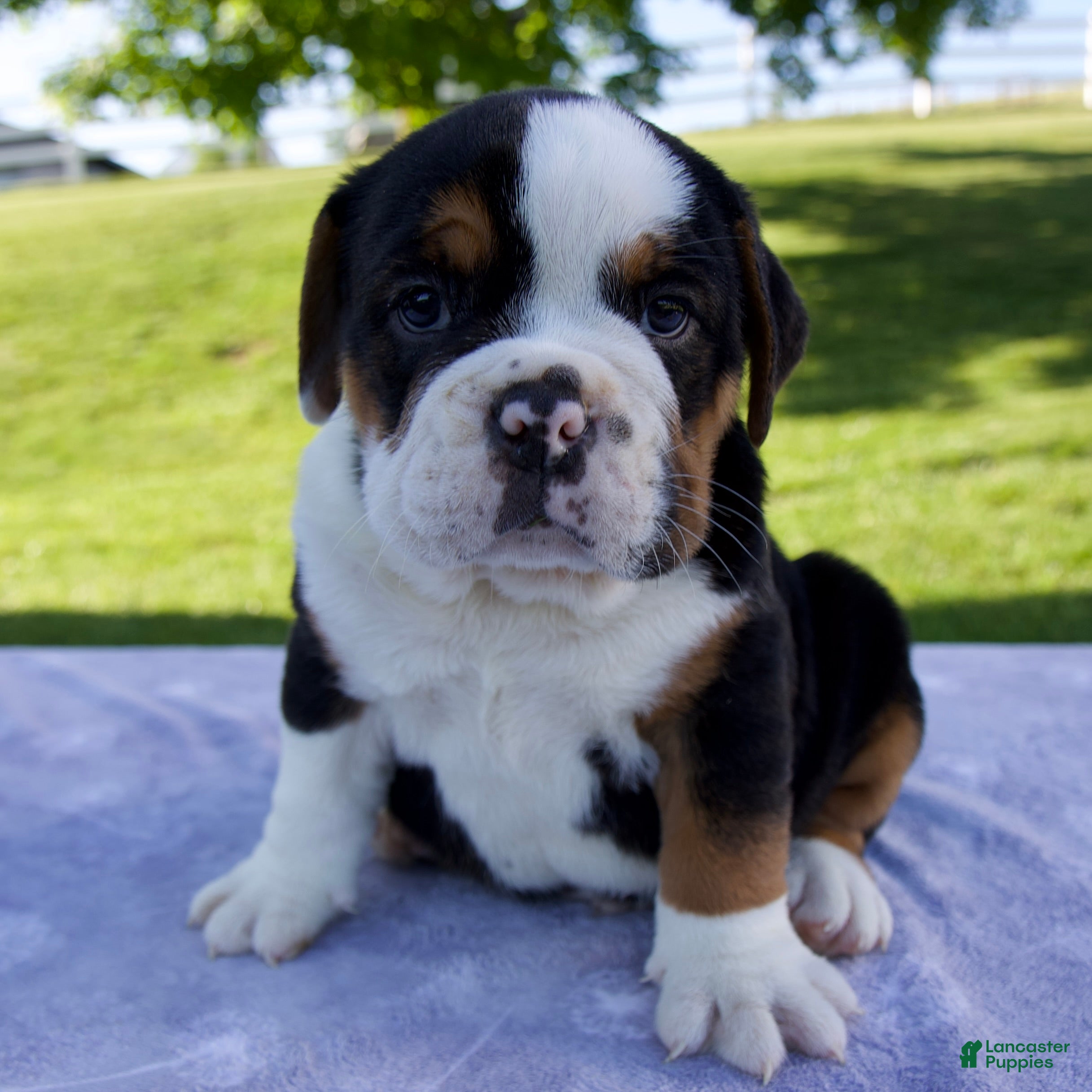 Beabull dogs Bruno - Ad 1