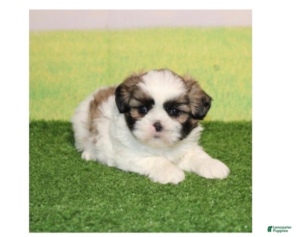 Shih Tzu dogs for sale: Simon  - Ad 2