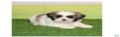Simon 