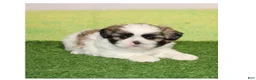 Shih Tzu dogs for sale: Simon  - Ad 1