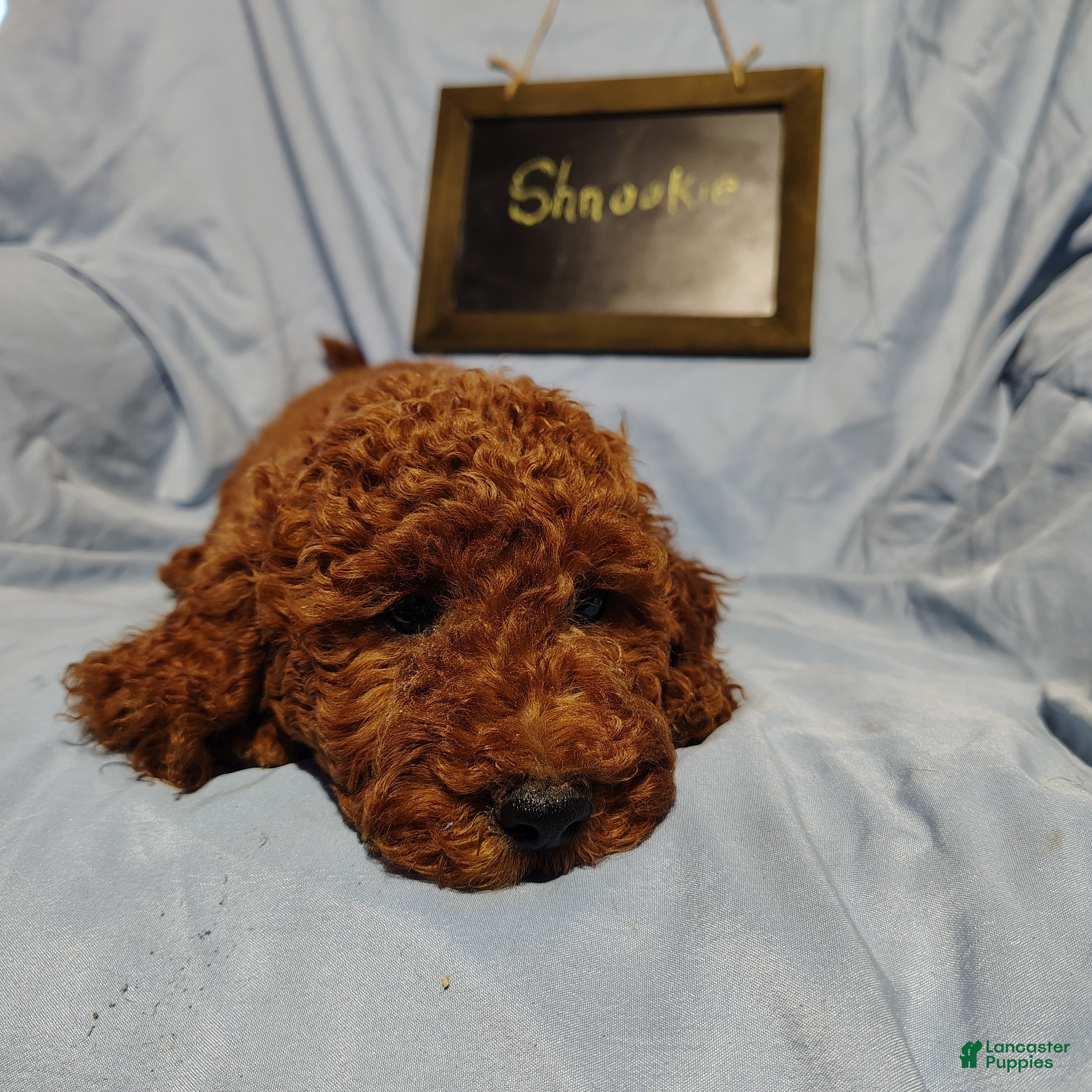 Mini Goldendoodle dogs Shnooki - Ad 2