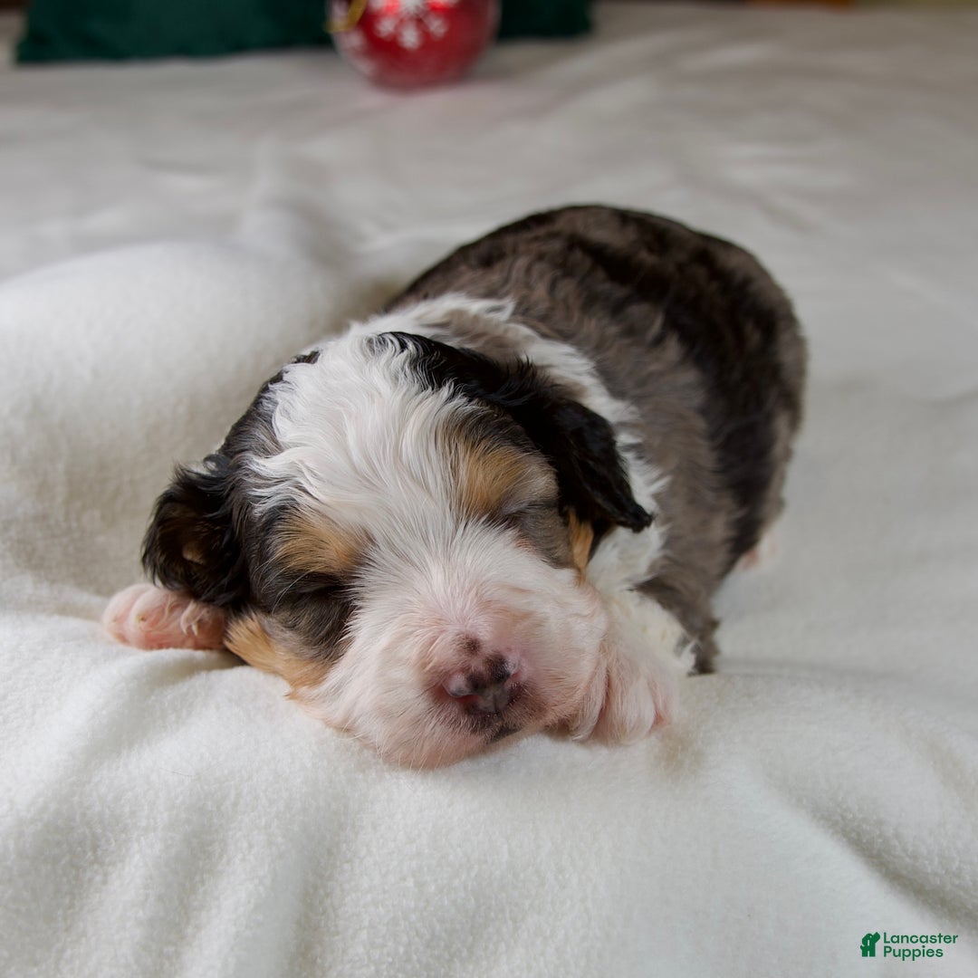 Mini Bernedoodle dogs for sale: Jolly Boy - Ad 2