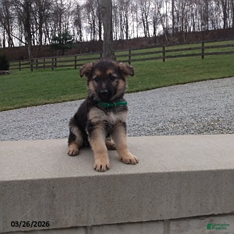 German Shepherd dogs Duke - Ad 1