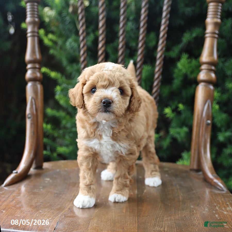 Maltipoo dogs Taffy - Ad 1