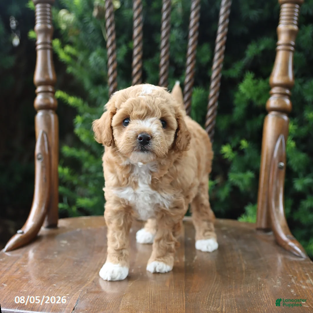 Maltipoo dogs for sale: Taffy - Ad 1