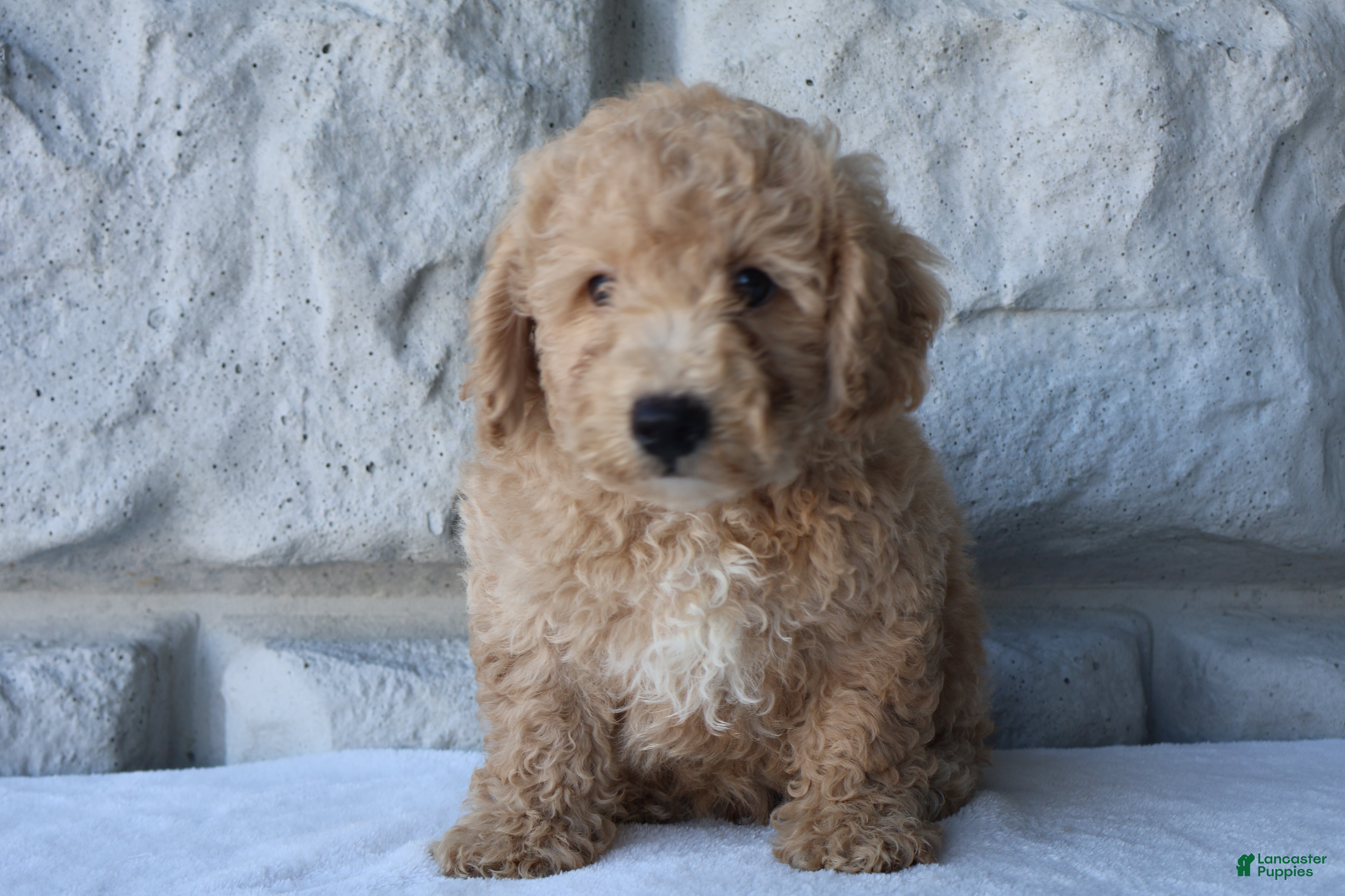 Bichpoo dogs Max - Ad 2