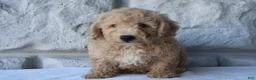 Bichpoo dogs for sale: Max - Ad 2