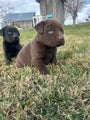 Labrador Retriever Puppy 8