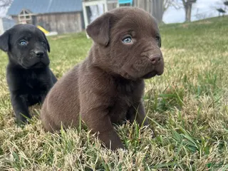 Labrador Retriever dogs Labrador Retriever Puppy 8 - Ad 23