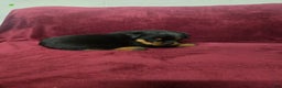 Rottweiler dogs for sale: Rosie **Claimed** - Ad 4